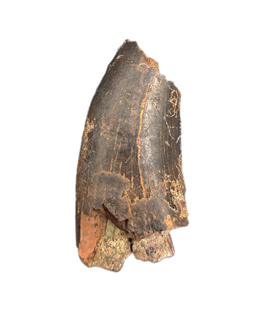 Nanotyrannus Tooth, Lance Formation.
