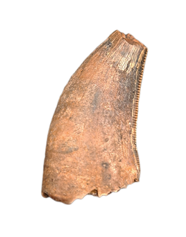 Nanotyrannus Tooth,  Hell Creek Formation.