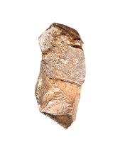 Tyrannosaurus Rex Tooth Section,  Hell Creek Formation.