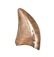 Nanotyrannus Tooth,  Hell Creek Formation.