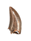 Nanotyrannus Tooth,  Hell Creek Formation.