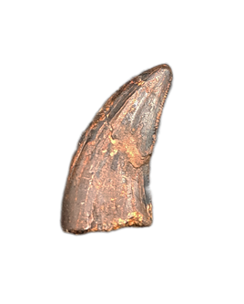 Acheroraptor Tooth,  Hell Creek Formation.