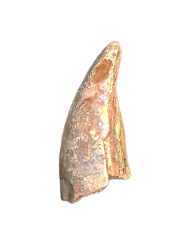 Afrovenator Tooth, Mid Jurassic of Africa