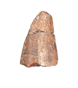 Afrovenator Tooth, Mid Jurassic of Africa