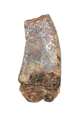 Afrovenator Tooth, Mid Jurassic of Africa