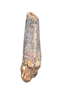 Afrovenator Tooth, Mid Jurassic of Africa