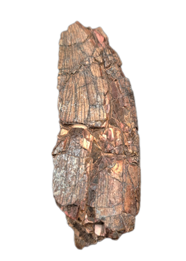 Afrovenator Tooth, Mid Jurassic of Africa