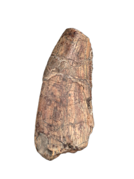 Afrovenator Tooth, Mid Jurassic of Africa