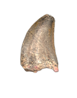 Rare Spinostropheus Tooth, Mid Jurassic of Africa