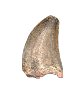 Rare Spinostropheus Tooth, Mid Jurassic of Africa