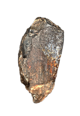 Sauropod Tooth, Mid Jurassic of Africa