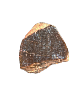 Jobaria Tooth, Mid Jurassic of Africa