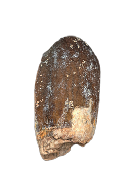 Jobaria Tooth, Mid Jurassic of Africa