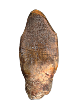 Jobaria Tooth, Mid Jurassic of Africa