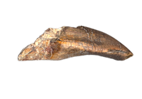 Jobaria Tooth, Mid Jurassic of Africa
