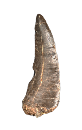 Theropod Tooth, El Mers II Formation