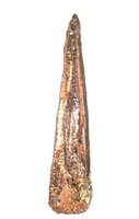 Theropod Tooth, El Mers II Formation
