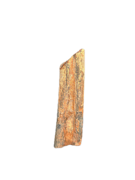 Ichthyosaur Rib Section, Oxford Clay, England