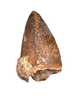 Razanandrongobe Tooth from the Mid Jurassic, Madagascar