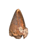 Razanandrongobe Tooth from the Mid Jurassic, Madagascar