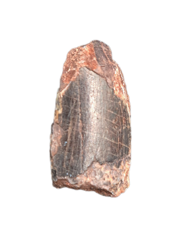 Carcharodontosaur (Siamraptor?) Tooth, Early Cretaceous