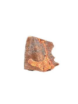 Carcharodontosaur (Siamraptor?) Tooth, Early Cretaceous