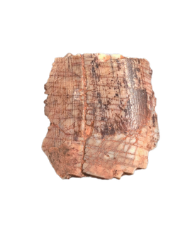 Carcharodontosaur (Siamraptor?) Tooth, Early Cretaceous