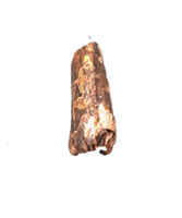 Carcharodontosaur (Siamraptor?) Tooth, Early Cretaceous