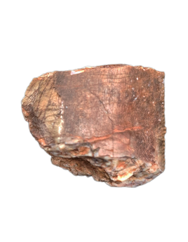 Carcharodontosaur (Siamraptor?) Tooth, Early Cretaceous