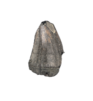 Mosasaur Tooth, Late Cretaceous of North Carolina