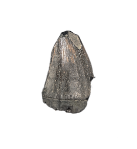 Mosasaur Tooth, Late Cretaceous of North Carolina