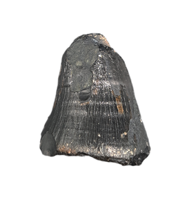 Mosasaur Tooth, Late Cretaceous of North Carolina