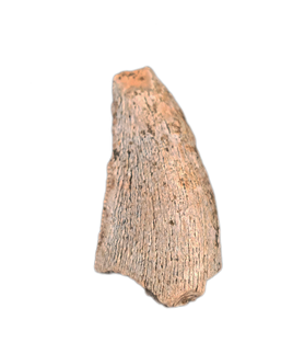 Majungasaurus Tooth