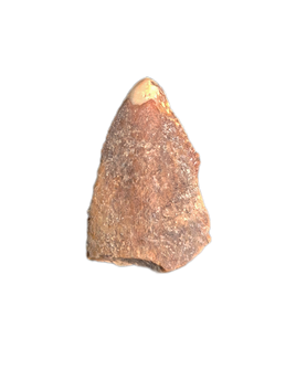 Majungasaurus Tooth