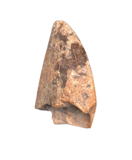 Majungasaurus Tooth