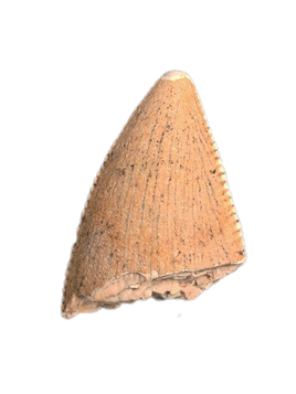 Majungasaurus Tooth