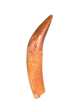 Rooted Spinosaurus Tooth
