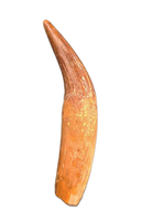 Rooted Spinosaurus Tooth