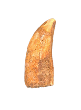 Unusual Theropod Tooth, Kem Kem, Morocco