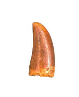 Unusual Theropod Tooth, Kem Kem, Morocco