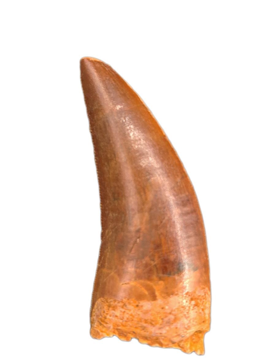 Dinosaur Teeth Dinosaur Tooth The Daily Rex