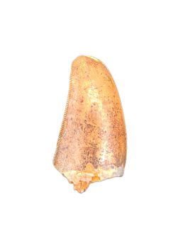 Carcharodontosaurus Tooth