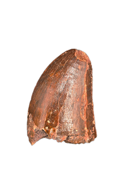 Carcharodontosaurus Tooth