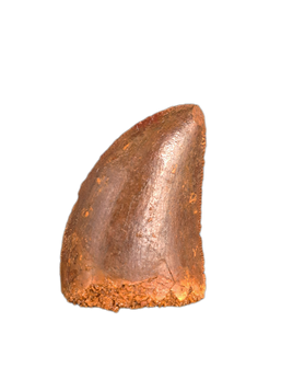 Carcharodontosaurus Tooth