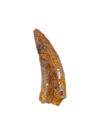 Actual Dromaeosaur (Raptor) Tooth From Kem Kem