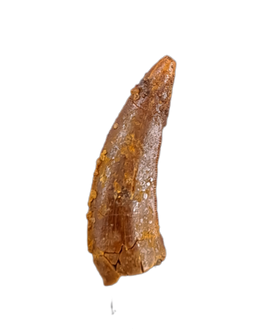 Actual Dromaeosaur (Raptor) Tooth From Kem Kem