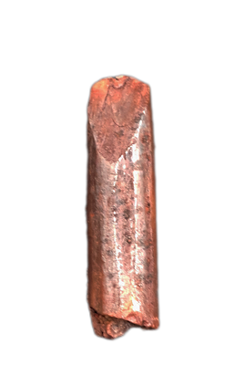 Sauropod Tooth from Morocco (Kem Kem)