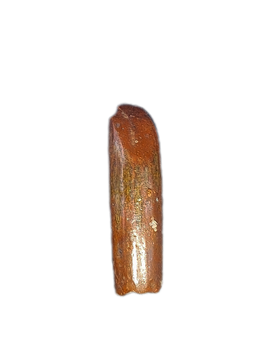 Sauropod Tooth from Morocco (Kem Kem)