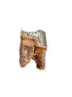 Wooly Rhino Tooth, Europe