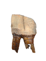 Wooly Rhino Tooth, Europe